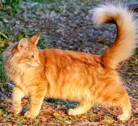 Warrior Cat Images Ginger White Tabby Norwegian Forest