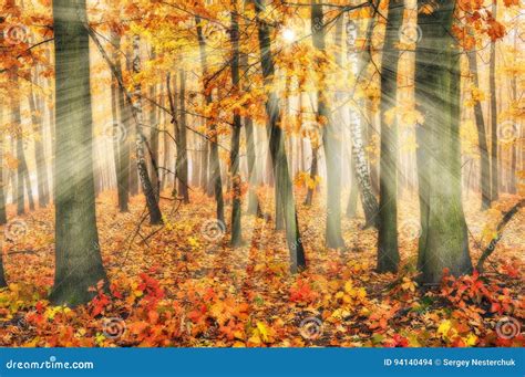 Autumn Forest Sun Rays In The Forest Stock Photo Image Of Scenic
