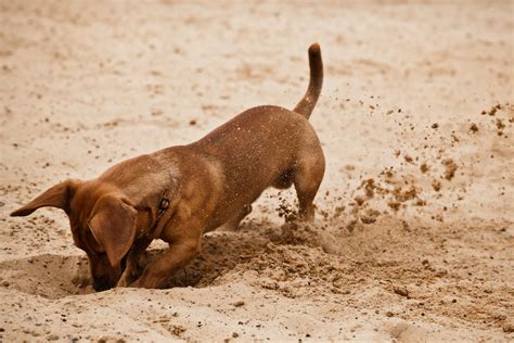 Why Do Dogs Dig Why They Dig In Dirt Dig The Bed And Bury Things