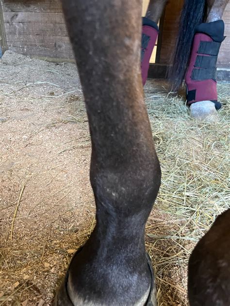 My Horse Came In With A Swollen Left Hind Leg Around His Fetlock And