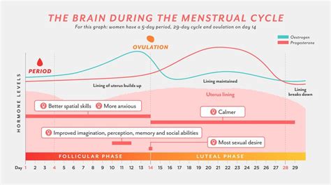 Menstrual Cycle Emotions Chart