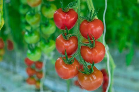 The Development Of A Tomato Naturefresh Farms