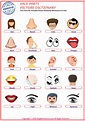 Face Parts ESL Printable Picture Dictionary Worksheet For Kids - Image ...