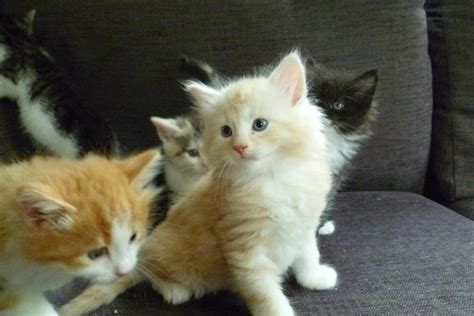 Norwegian Forest Cat Cats For Sale Indianapolis In 124680