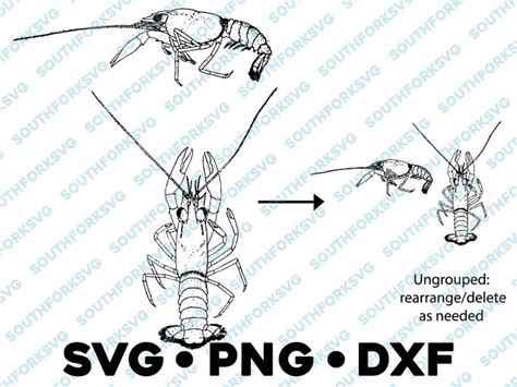 Crayfish SVG PNG DXF Vector Transparent Cricut Cameo Etsy