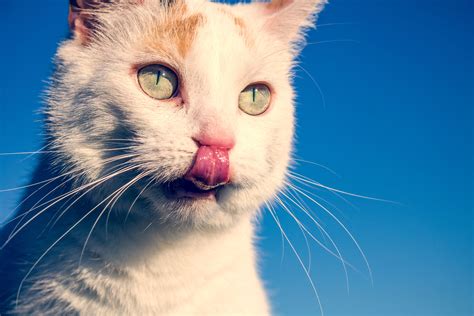 Transitioning To A Raw Diet For Cats Katzen Fotos Tiere Und