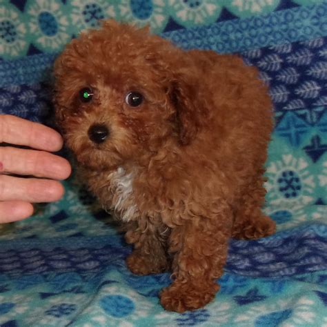 Toy Poodles For Sale Yorkie Mountain Pets