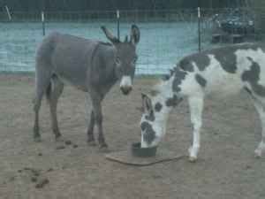 Good with kids and other pets. Free donkeys to good home - Jenny and her baby jack - very ...