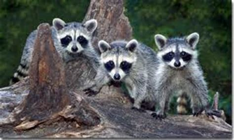 It was a fad, it had started to pass. Raccoon Fun Facts for Kids