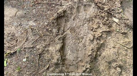 Bigfoot Print Found In North Carolina Iheartradio
