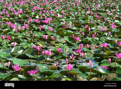 This Spectacular Site Is Home To Millions Of Lotus Flowers And
