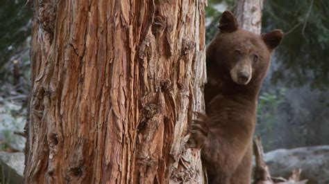 Yosemite Bears Nbc Bay Area