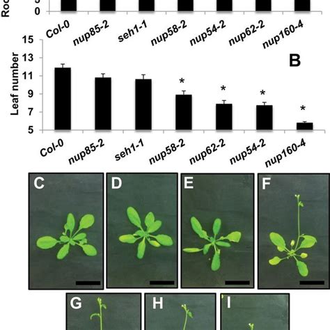Growth Changes In Arabidopsis Nup Mutants Root Elongation A Of