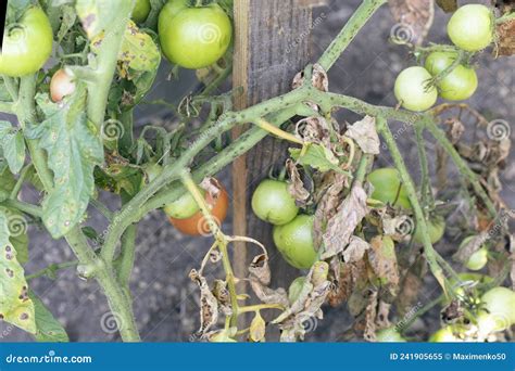 Fusarium Wilt Disease Damaged By Disease And Pests Of Tomato Leaves