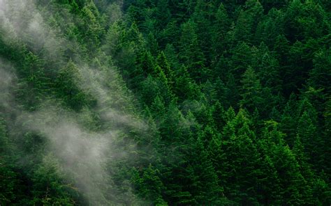Download Wallpaper 3840x2400 Forest Trees Fog Top View 4k Ultra Hd