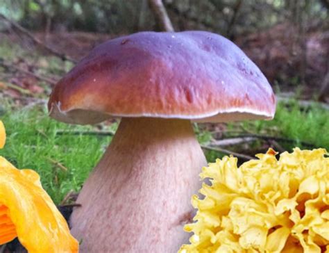 3 Edible Mushrooms That Are Easy To Find And How To Avoid The