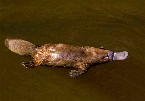 Platypus Populations Impacted By Large River Dams Are More Vulnerable