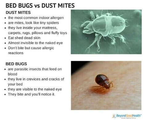 Dust Mites Bites