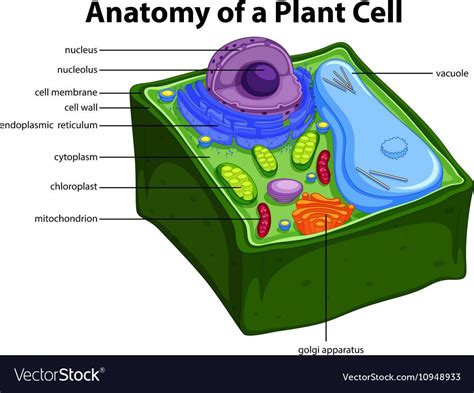 Diagram Showing Anatomy Of Plant Cell Download A Free Preview Or High