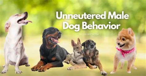 12 Unneutered Male Dog Behavior 5 Reasons To Neuter Your Male Dog