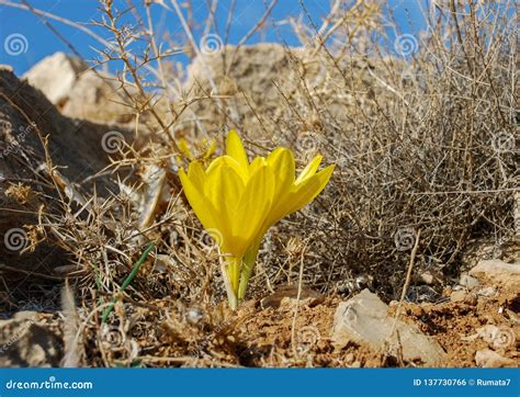The Big Sternbergia Lutea Blooming At Israeli Desert Stock Photo