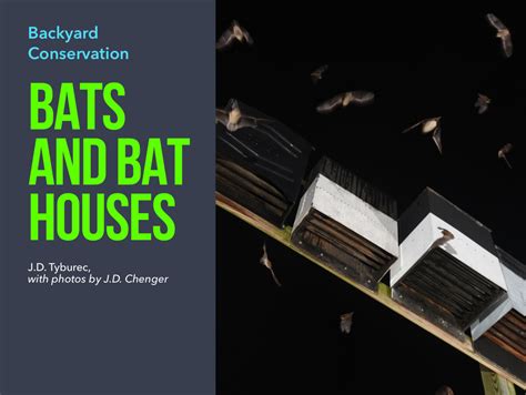 Bats And Bat Houses Bat Conservation And Management Inc