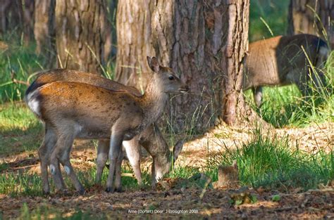 Arne Deer Sika Deer In Arne Nature Reserve Dorset Septemb Flickr