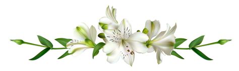 13 976 BEST Lily Border IMAGES STOCK PHOTOS VECTORS Adobe Stock
