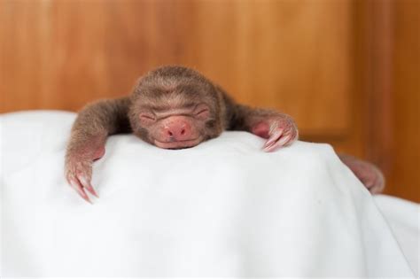 These Orphaned Baby Sloths Will Give You All The Warm Fuzzies
