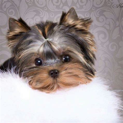 Check spelling or type a new query. Teacup Yorkie Poo Puppies For Sale In Michigan - Pets Lovers