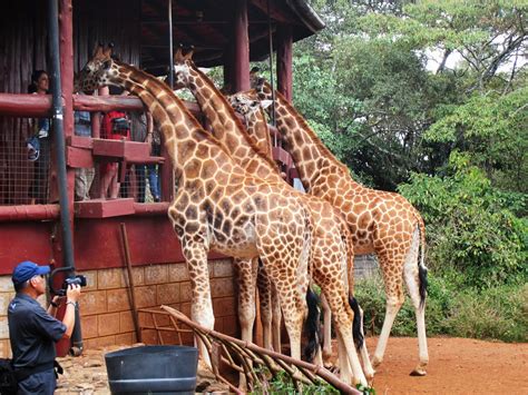 Souvenir Chronicles Africa Giraffe Centre Of Nairobi