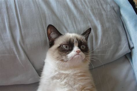 Grumpy Cat Meme Templates Imgflip