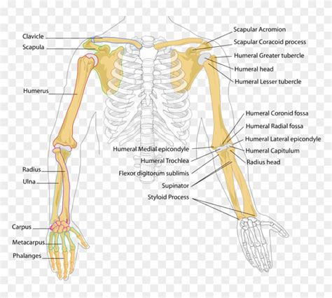 Arm Skeletons Labeled