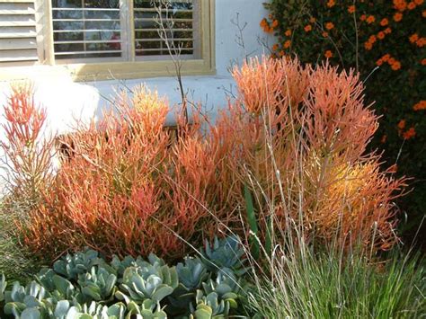 Same day delivery 7 days a week £3.95, or fast store collection. Euphorbia tirucalli 'Sticks on Fire'