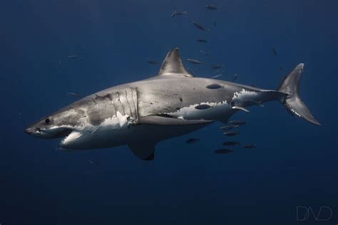 Do Great White Sharks Have Personalities Nautilus Adventures