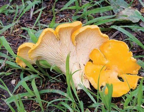 Bright Edible Mushrooms Ripe For Picking Across Missouri