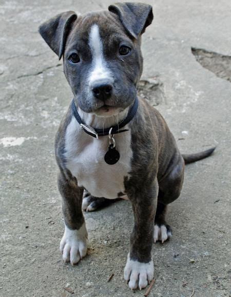 Brindle Boston Terrier Pitbull Mix Pets Gallery