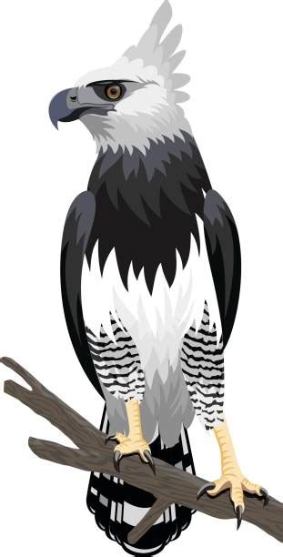 Harpey Eagle Illustrations Royalty Free Vector Graphics And Clip Art