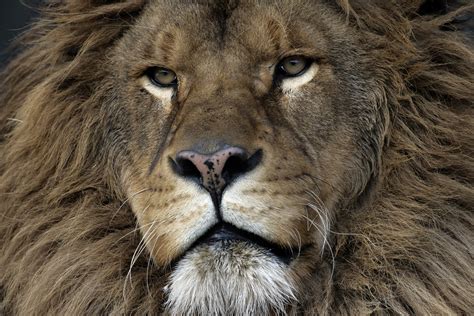 Barbary Lion Facts Habitat And Diet Discovery Uk