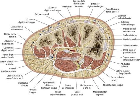 Pin By Saha Rahul On Medical Anatomy Anatomy And Physiology Gross