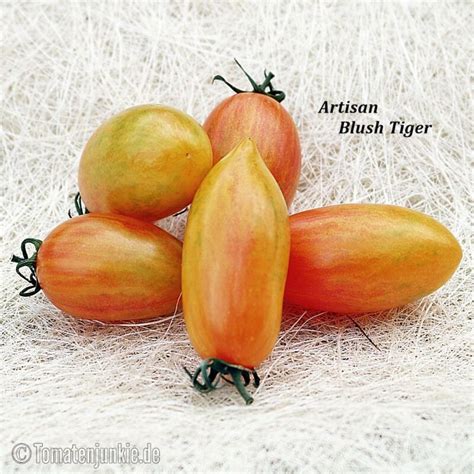 Artisan Blush Tiger Sortenbeschreibung Tomatenjunkie