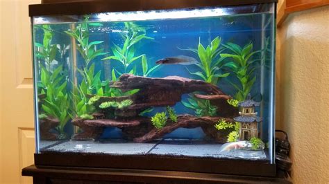 Gallon Aquarium Decoration Ideas Fresh Water Fish Hot Sex Picture