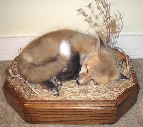 Home And Living Home Décor Taxidermy Red Fox Lifesize Mount On Custom