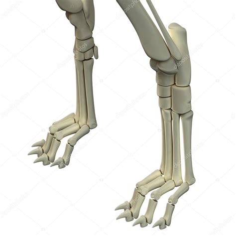 Dog Front Legs Anatomy Bones Stock Photo By ©decade3d 71346927
