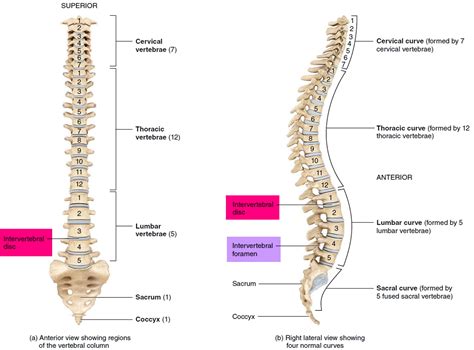 Spinal Column Discs