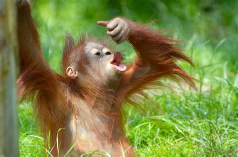 Cute Baby Orangutan Making Funny Face Borneo Orangutan Baby Orangutan