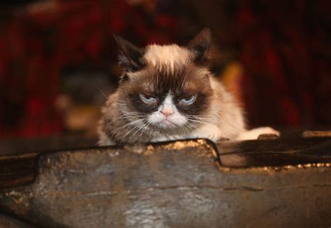 Grumpy Cat Whose Frowny Face Sparked Smiles And Memes Has Died Cnet