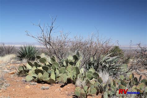 Prickly pear cactus, also called nopal, is promoted for treating diabetes, high cholesterol, obesity and hangovers. Cochise Country