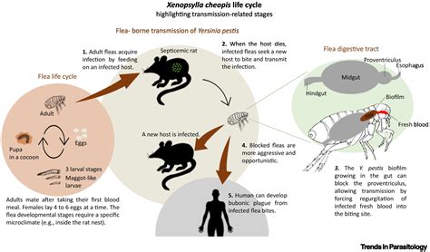 Xenopsylla Cheopis Rat Flea Trends In Parasitology