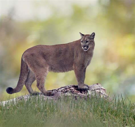 Kıç Küçültmek İyice What Is The Difference Between A Puma And A Panther